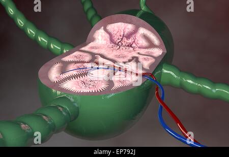 Linfonodo sezione 3d anatomia su sfondo scuro Foto Stock