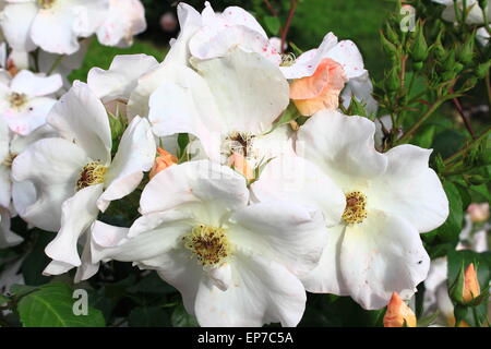 Bianco Rosa canina fiore con pistilli di colore giallo Foto Stock