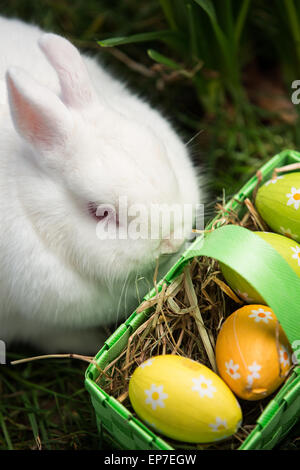 Coniglietto bianco seduto accanto a uova di pasqua nel cestello verde Foto Stock