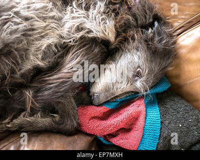 Il vecchio cane deerhound appoggiata Foto Stock