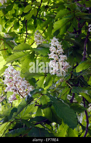 Ippocastano tree (Aesculus hippocastanum) in pieno fiore di primavera Foto Stock