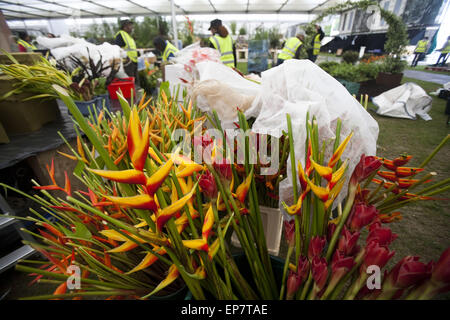 Londra, Regno Unito. 14 Maggio, 2015. Grenada il display sarà vetrina di Grenada foresta pluviale. Tutti gli impianti (inclusi Heliconias nella foto) sono stati portati da Grenada. Si tratta di un 16h anno che Grenada ha partecipato al Chelsea Flower Show.quattro giorni prima dell'apertura, il Chelsea Flower Show è vivace con preparati accompagnati da una pioggia. Il Chelsea Flower Show organizzato dalla Royal Horticultural Society (RHS) nella motivazione del Royal Hospital Chelsea ogni maggio, è il più famoso flower show nel Regno Unito e forse nel mondo. Esso attira espositori e visitatori provenienti da tutto il mondo, Londra Foto Stock