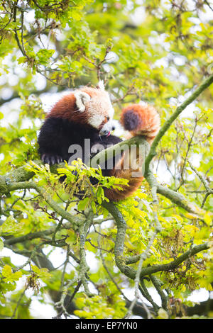 Dunstable, Bedfordshire, Regno Unito. 14 Maggio, 2015. Trattare gli animali con la pioggia e le condizioni climatiche avverse a ZSL Whipsnade Zoo. Un soggy panda rosso (Ailurus fulgens) resiste a piogge torrenziali a ZSL Whipsnade Zoo. Credito: Dave Stevenson/Alamy Live News Foto Stock