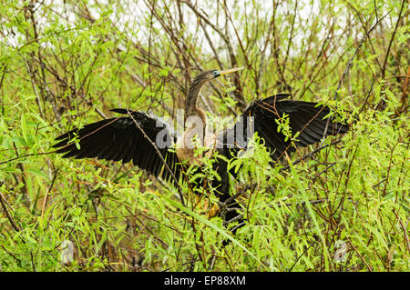 Anhinga femmina o uccello serpente tenta di asciugare le sue ali in Everglades sotto la pioggia Foto Stock