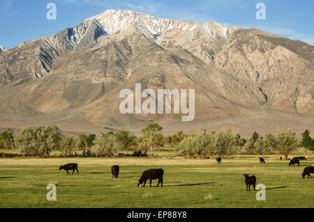 Il pascolo di bestiame in un campo verde sotto il monte Tom nel Round Valley in California Foto Stock