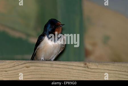 Swallow, Hirundo rustica. Molla. Regno Unito Foto Stock