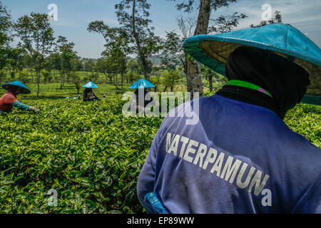 Malang, Indonesia. Il 28 settembre, 2013. Lavoratori raccolta di foglie di tè in il tea garden Wonosari. Si stima che in un giorno, un lavoratore può raccogliere circa da 40 a 50 chili di foglie e guadagna Rp. 400 per ogni chilo di foglie di tè. © Garry Andrew Lotulung/Pacific Press/Alamy Live News Foto Stock