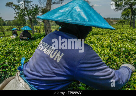 Malang, Indonesia. Il 28 settembre, 2013. Lavoratori raccolta di foglie di tè in il tea garden Wonosari. Si stima che in un giorno, un lavoratore può raccogliere circa da 40 a 50 chili di foglie e guadagna Rp. 400 per ogni chilo di foglie di tè. © Garry Andrew Lotulung/Pacific Press/Alamy Live News Foto Stock