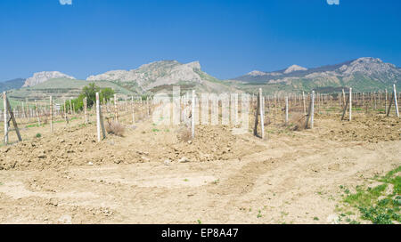 Paesaggio panoramico con vigneti in oriente montagne di Crimea a inizio stagione primaverile. Foto Stock