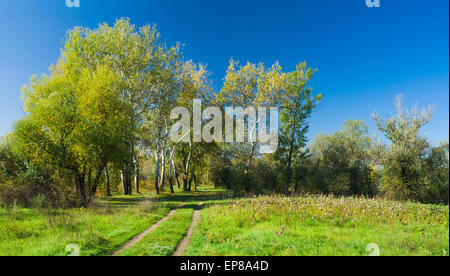 Modo di una foresta autunnale. Foto Stock