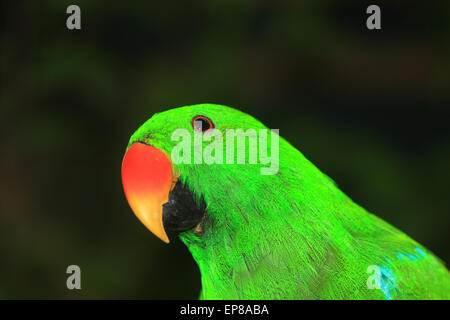 In prossimità della testa di un pappagallo eclectus Foto Stock