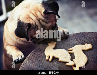 Bel maschio cucciolo Pug di centratura per ottenere i cookie nella forma di un furetto su un tavolo di legno sfondo Foto Stock