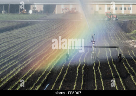 Chester, N.Y, STATI UNITI D'AMERICA. 14 Maggio, 2015. Un arcobaleno forme dall'irrigazione la spruzzatura di acqua su un nero sporco fieldin Chester, New York. La molla è stata molto secco finora in Orange County. © Tom Bushey/ZUMA filo/Alamy Live News Foto Stock