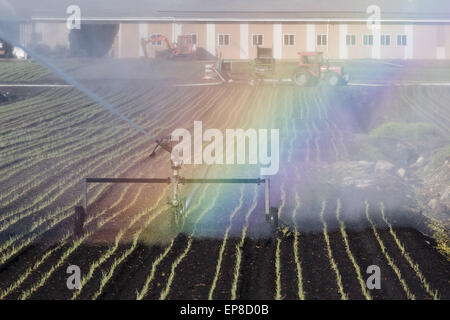 Chester, N.Y, STATI UNITI D'AMERICA. 14 Maggio, 2015. Un arcobaleno forme dall'irrigazione la spruzzatura di acqua su un nero sporco fieldin Chester, New York. La molla è stata molto secco finora in Orange County. © Tom Bushey/ZUMA filo/Alamy Live News Foto Stock