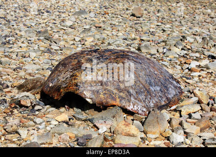 Guscio di tartaruga trovata sulla spiaggia Giovedi Island Torres Straits Australia Foto Stock