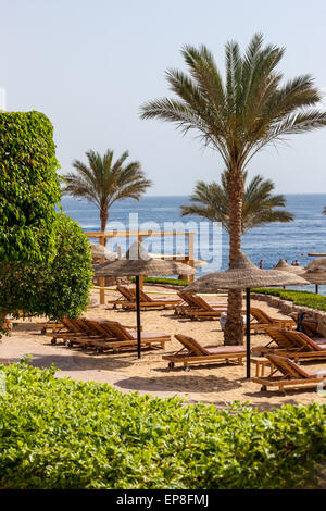 Vicolo di Palm sulla tropicale spiaggia egiziano Foto Stock