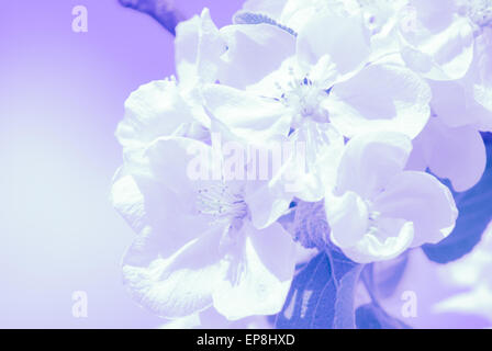 Fioritura melo, fiori di primavera Foto Stock