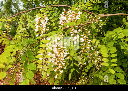 Acacia foglie e fiori - Francia. Foto Stock