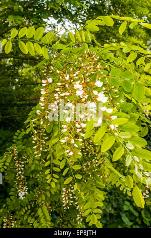 Acacia foglie e fiori - Francia. Foto Stock