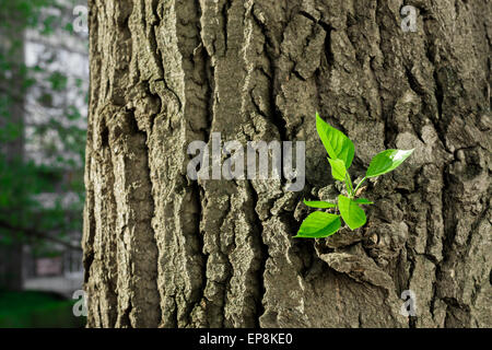 Bright Green Tree germogli su corteccia in sunight naturale Foto Stock