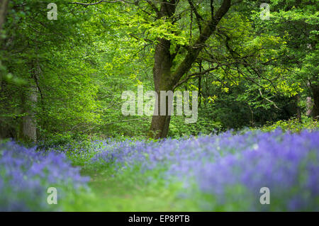 Percorso attraverso i boschi Bluebell nel Surrey, Regno Unito Foto Stock