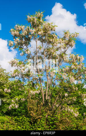 Acacia foglie e fiori - Francia. Foto Stock