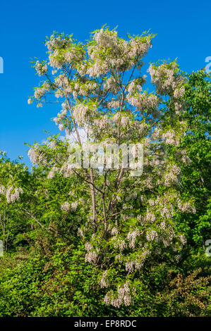 Acacia foglie e fiori - Francia. Foto Stock