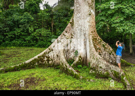 I turisti a base di ceiba tree, Ceiba Pentandra, a Caracol, rovine Maya, Chiquibul Forest, foresta pluviale in Cayo District, Belize Foto Stock