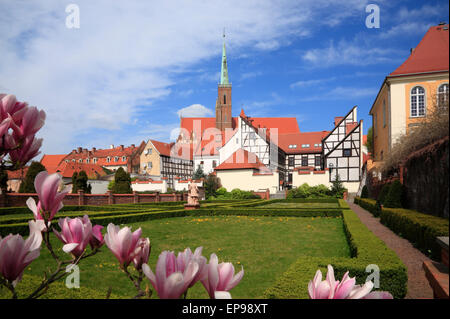 Magnolia in un giardino sulla Cattedrale Isola, Wroclaw, Slesia, Polonia, Europa Foto Stock