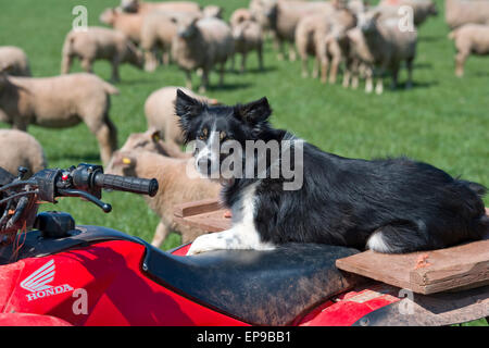 Sheepdog guardando le pecore Foto Stock