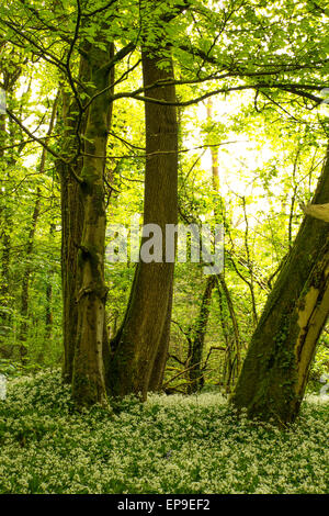 Cardiff Wales, Regno Unito, 15 maggio, 2015. Regno Unito Meteo: aglio selvatico che ricopre il pavimento del bosco nel bosco Wenallt, nel nord di Cardiff. Foto Stock