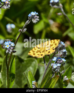 Giallo maculato moth sull Forget-Me-Non fiori. Fairmile comune, Esher Surrey, Inghilterra. Foto Stock