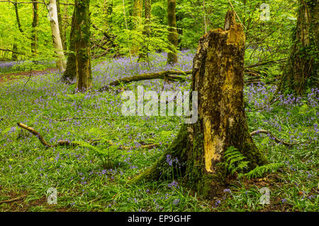 Cardiff Wales, Regno Unito, 15 maggio, 2015. Regno Unito Meteo: uno degli ultimi giorni in cui il Bluebells nei boschi Wenallt, nel nord di Cardiff, sarà che ricopre il pavimento del bosco. Cardiff si svegliò in un giorno nuvoloso con magie di sole. La previsione è per la pioggia in seguito oggi, con temperature che raggiungono i 12 gradi centigradi. Credito: Chris Stevenson/Alamy Live News Foto Stock