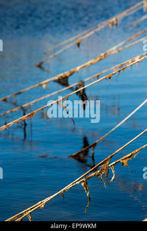 Vecchie linee di ormeggio contemplati nelle alghe marine Foto Stock