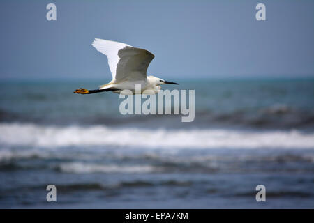 Heron nel fiume Guadalhorce. Garza en el río Guadalhorce Foto Stock