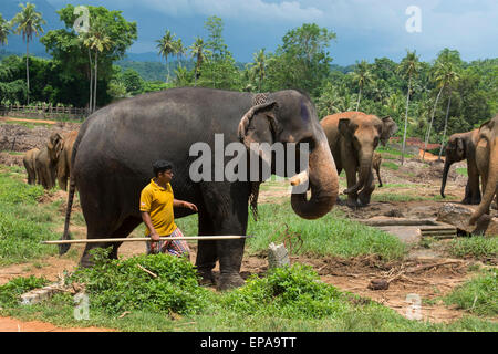 Lo Sri Lanka, l'Orfanotrofio degli Elefanti di Pinnawela, est. nel 1975 dal Dipartimento della fauna selvatica. Gli elefanti orfani lavora con mahout. Foto Stock