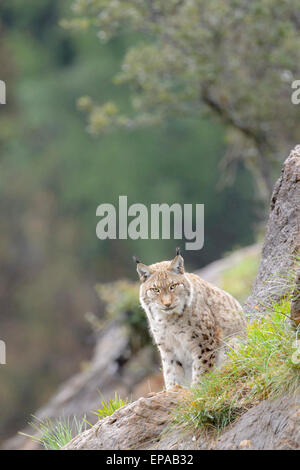 Eurasian (Lynx Lynx lynx), seduta su una roccia, guardando la telecamera, Cabarceno parco naturale, Cantabria, SPAGNA Foto Stock