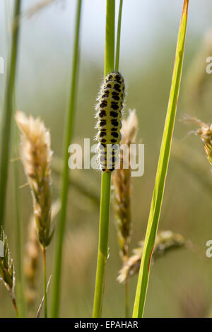 Caterpillar del cinque-spot Burnett (falena Zygaena trifolii) Foto Stock