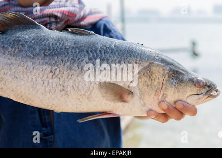Asian fisherman tenendo il pesce crudo sulla banchina di ormeggio Foto Stock