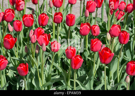 Tulipani rossi in una giornata di sole di primavera, Svezia in maggio. Foto Stock