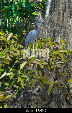 Airone blu in Everglades, Florida Foto Stock