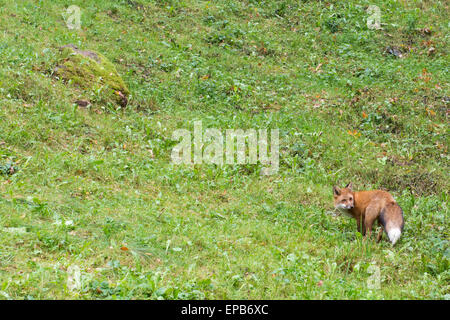 Red Fox vulpes vulpes in piedi e guardando verso la telecamera Foto Stock