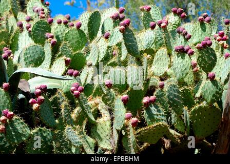 Pere porpora su una pianta di cactus di Opuntia Foto Stock