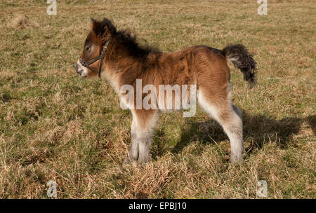 Un pony Shetland puledro Foto Stock