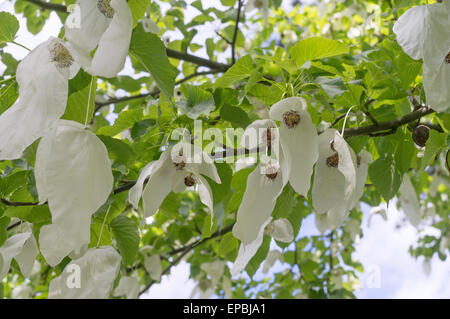 I fiori della colomba o Ghost tree Davidia involucrata - Priory Park, Malvern, England Regno Unito Foto Stock