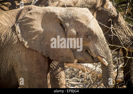 Africa, Namibia. Close up di elefanti al pascolo. Foto Stock