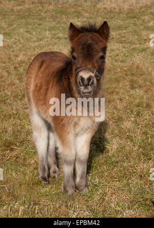 Un pony Shetland bay puledro Foto Stock