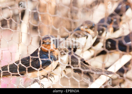 Uccelli in gabbia per essere liberati Foto Stock