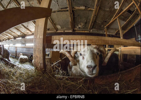 Islandese di Pecore ed arieti in una fattoria rurale fienile in blocco la fotocamera con un obiettivo fisheye Foto Stock