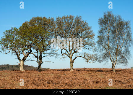 In rovere e betulla dell'Etna in primavera la Nuova Foresta Hampshire England Regno Unito Foto Stock